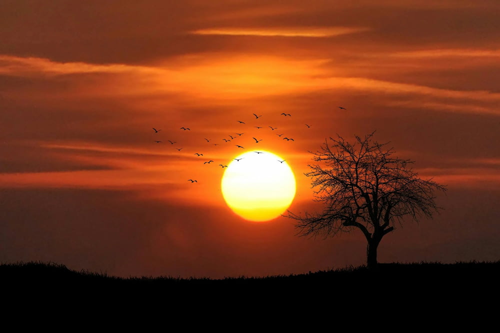 orange sunset with birds